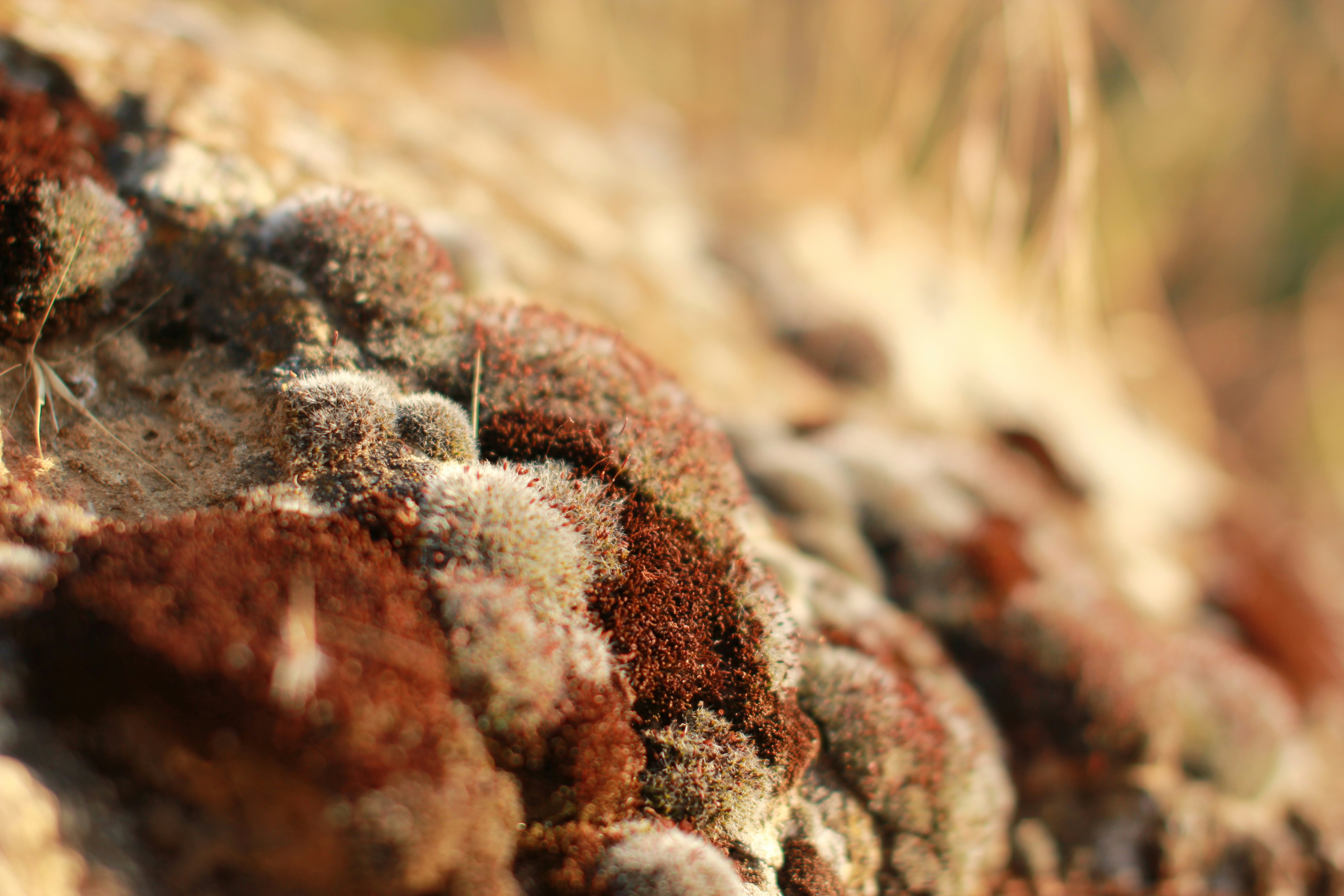 Brown moss grows on rocks in the woods